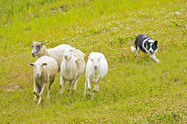 Colorado, Summit Co Border collie herding sheep